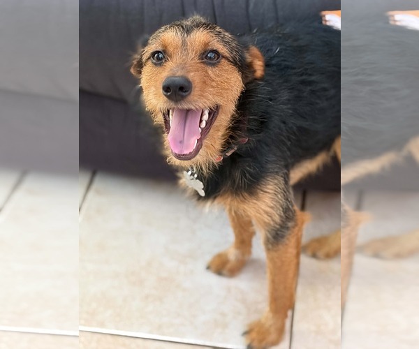 Medium Photo #1 Mutt Puppy For Sale in Holly Springs, NC, USA