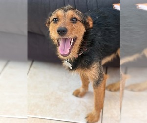 Mutt Dogs for adoption in Holly Springs, NC, USA