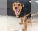 Teddy Scruff - Male Mutt Dog for Adoption - Small photo