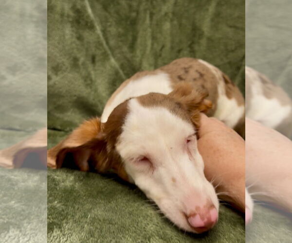 Medium Photo #4 Dachshund Puppy For Sale in Weston, FL, USA