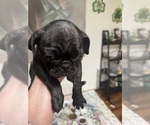 Small Photo #7 Frenchie Pug Puppy For Sale in BRIDGEPORT, CT, USA