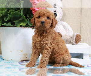 Goldendoodle Puppy for sale in FROSTPROOF, FL, USA