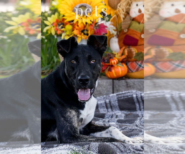 Medium Photo #6 Mutt Puppy For Sale in Foristell, MO, USA