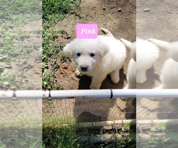 Medium Photo #5 Great Pyrenees Puppy For Sale in SCOTTSVILLE, KY, USA