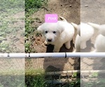 Small Photo #5 Great Pyrenees Puppy For Sale in SCOTTSVILLE, KY, USA