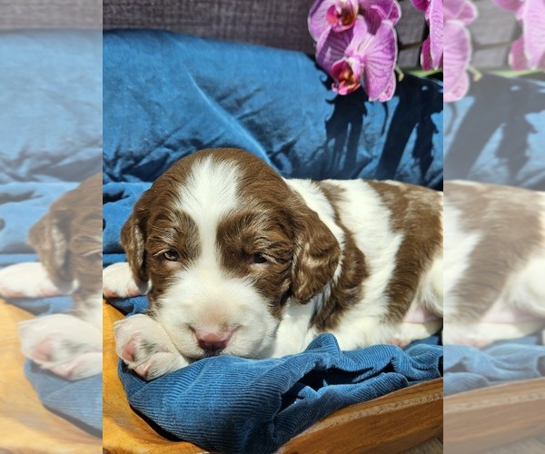 Medium Photo #17 English Springer Spaniel Puppy For Sale in WOOSTER, OH, USA
