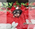 Small Photo #8 Morkie Puppy For Sale in WEST PALM BEACH, FL, USA