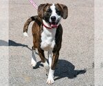 Small #3 American Staffordshire Terrier-Catahoula Leopard Dog Mix