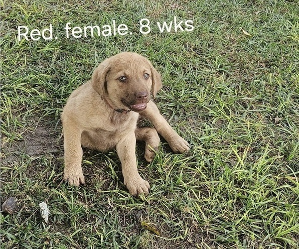 Medium Photo #2 Chesapeake Bay Retriever Puppy For Sale in Cordele, GA, USA