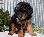 Small Photo #16 Poodle (Toy) Puppy For Sale in GOSHEN, IN, USA