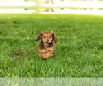 Small #7 Dachshund