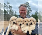 Small Photo #3 Golden Retriever Puppy For Sale in STELLA, NC, USA