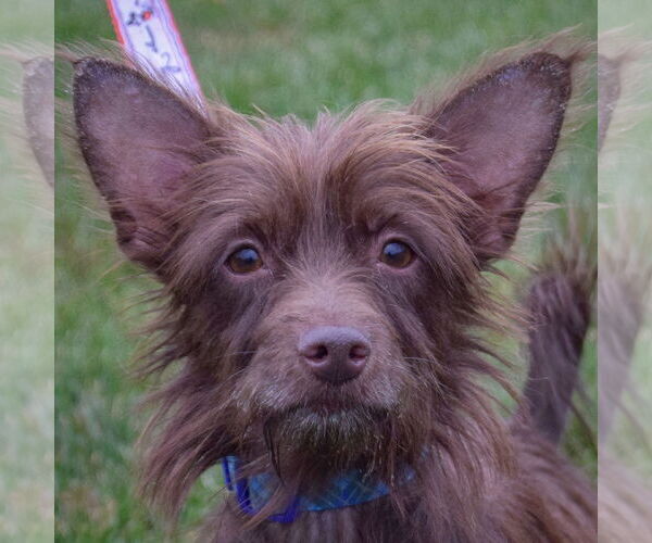 Medium Photo #5 Toxirn Puppy For Sale in Huntley, IL, USA