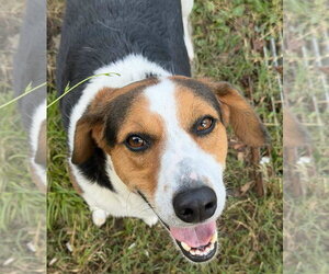Jerry - Male Mutt Dog for Adoption - Photo #2
