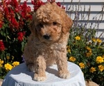 Small #14 Goldendoodle (Miniature)
