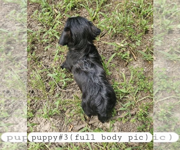 Medium Photo #3 Yorkshire Terrier Puppy For Sale in MOUNT VERNON, MO, USA