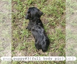 Small #2 Yorkshire Terrier