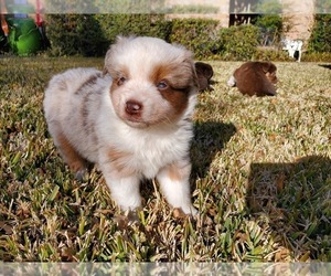 Miniature Australian Shepherd Puppy for sale in ARLINGTON, TX, USA