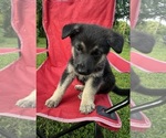 Small #3 German Shepherd Dog