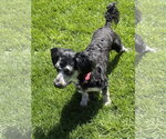 Small #2 Poodle (Miniature) Mix