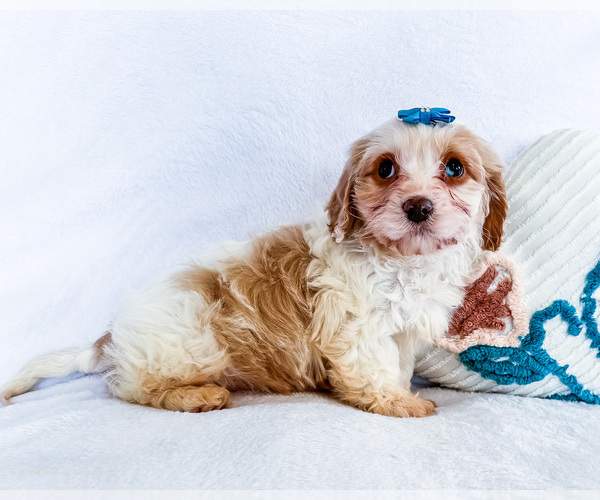 Medium Photo #3 Cavapoo (Miniature) Puppy For Sale in WAKARUSA, IN, USA