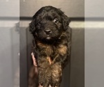 Small #1 Aussiedoodle Miniature 