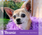 Small Photo #2 Chihuahua Puppy For Sale in Rootstown, OH, USA