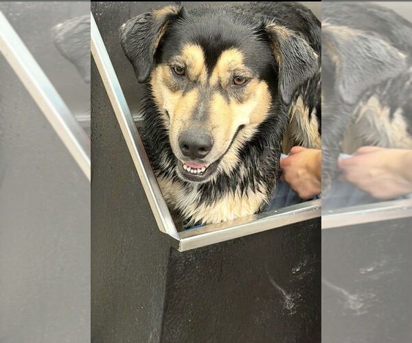 Medium Photo #2 Mutt Puppy For Sale in Springdale, PA, USA