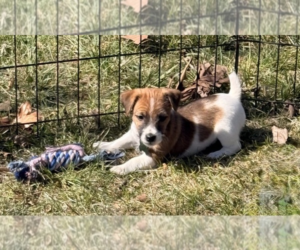 Medium Photo #14 Jack Russell Terrier Puppy For Sale in FREEMAN, MO, USA