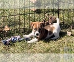 Puppy Puppy 2 Jack Russell Terrier