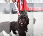 Small #2 Poodle (Standard)