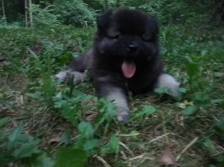 Keeshond Puppy for sale in MIAMISBURG, OH, USA