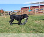 Small #1 Labrador Retriever