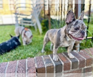 French Bulldog Puppy for Sale in PHILADELPHIA, Pennsylvania USA