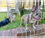 Small French Bulldog