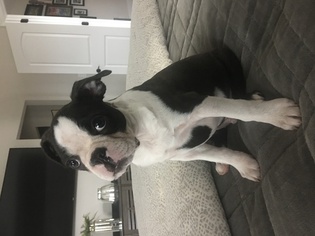 Boston Terrier Puppy for sale in CHARLOTTE, NC, USA