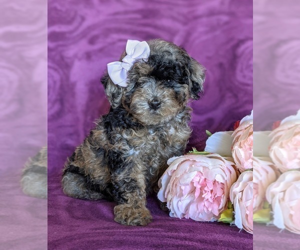 Medium Photo #2 Poodle (Miniature) Puppy For Sale in NOTTINGHAM, PA, USA