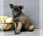 Remi - Male Belgian Malinois Puppy for Sale - Photo #3