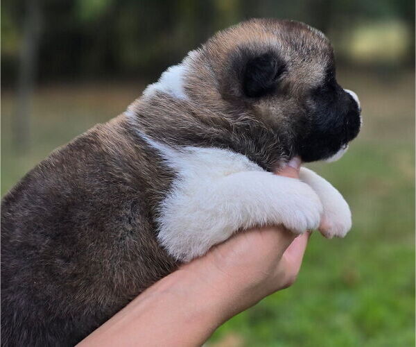 Medium Photo #8 Akita Puppy For Sale in STRAFFORD, MO, USA