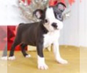 Boston Terrier Puppy for sale in MOUNT VERNON, OH, USA
