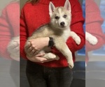 Small Photo #19 Siberian Husky Puppy For Sale in ROSEVILLE, CA, USA