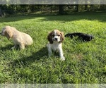 Small #8 Cocker Spaniel