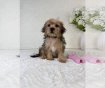 Small #1 Shorkie Tzu