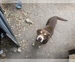 Small Labrador Retriever Mix