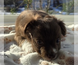 Chihuahua Puppy for sale in OREGON, WI, USA