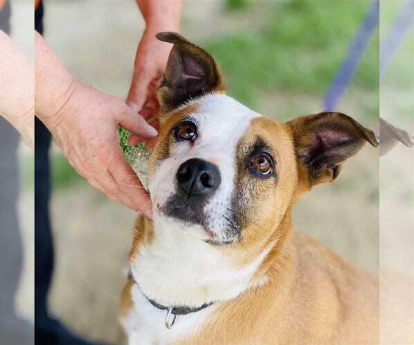 Medium Photo #2 Mutt Puppy For Sale in Fairfax, VA, USA