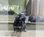 Small Photo #6 Aussiedoodle Miniature  Puppy For Sale in COMMERCE, MI, USA