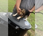 Small Photo #3 Beagle Puppy For Sale in hazlehurst, GA, USA