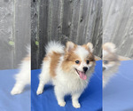 Small Photo #7 Pomeranian Puppy For Sale in GREENWOOD, IN, USA