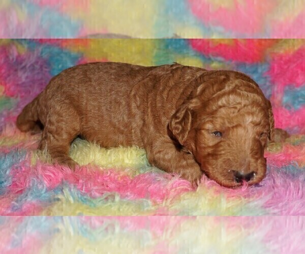 Medium Photo #7 Labradoodle Puppy For Sale in LA HABRA, CA, USA